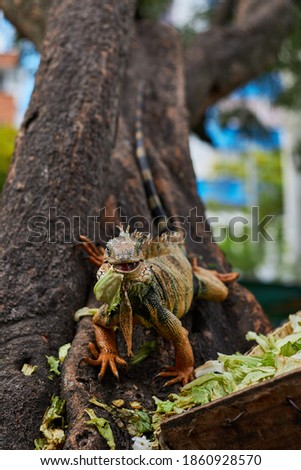 Green iguana eating on a tree