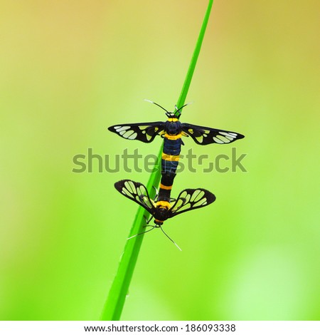Tiger Grass Borer  Moth
