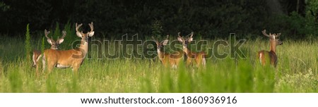5 white tailed - Odocoileus virginianus clavium deer bucks standing in an open meadow in north Florida 