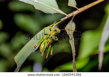 Locust (or grasshopper) on the plant.