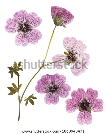 Pressed and dried pink delicate transparent flowers geranium (pelargonium), isolated on white background. For use in scrapbooking, floristry or herbarium. Royalty-Free Stock Photo #1860943471