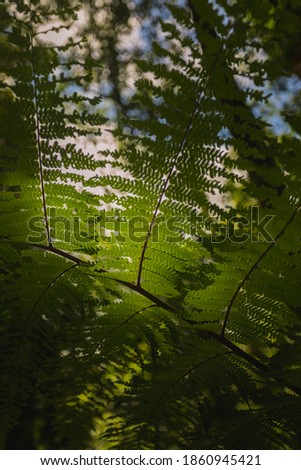 Ornamental green Fern Leaves in Back Light -Concept Picture Nature Jungle