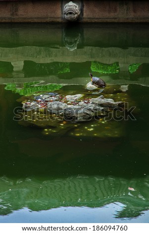 Chinese temples in the pond turtle coin and architectural reflection 