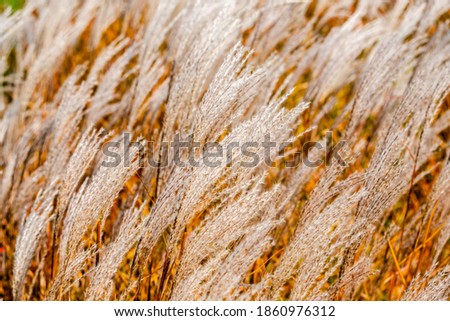 High white decorative reeds in nature