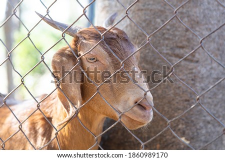 The pattern goat in cage