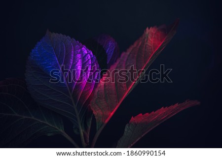 Beautiful faded old leaf in colorful light on a black. Minimalism retro style concept. Background pattern for design. 