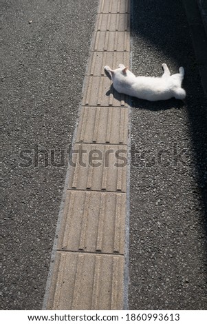 A cat lying on the ground