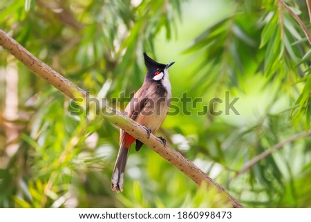 Red-whiskered Bulbul Beautiful bird in nature Copsychus malabaricus 