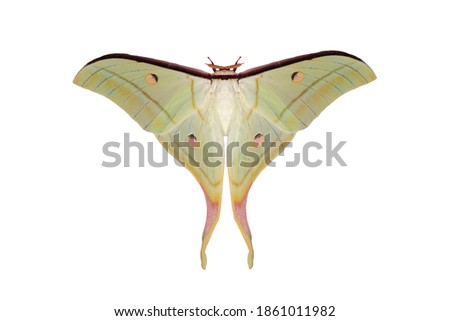 Moon Moth or Actias maenas isolated on white background, Beautiful night butterfly Royalty-Free Stock Photo #1861011982