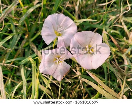 Convolvulus arvensis is a species of bindweed that is rhizomatous and is in the morning glory family, native to Europe and Asia. Bindweed flower. Beach morning. Field bindweed. Japanese bindweed......