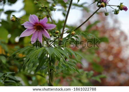 Close up of bell tree dahlia flower.