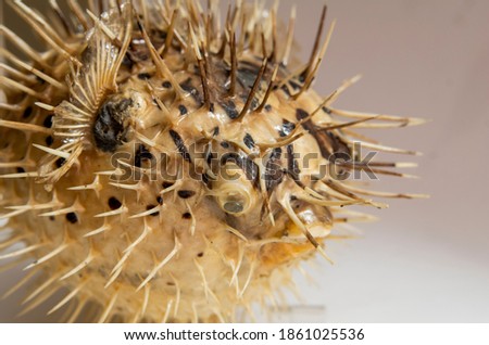 Picture of the head and face of a  dead and dry blowfish with a white background.