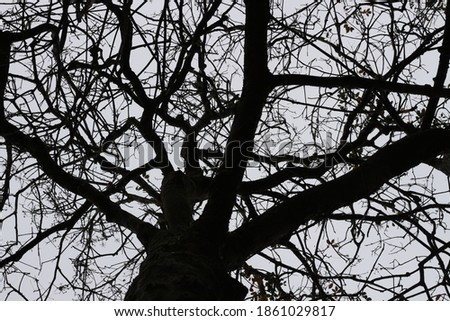 dead tree - silhouette of a dry tree branch