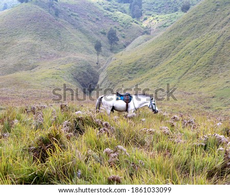 A white horse eating grass in the savanna, Bromo, East Java, Indonesia.