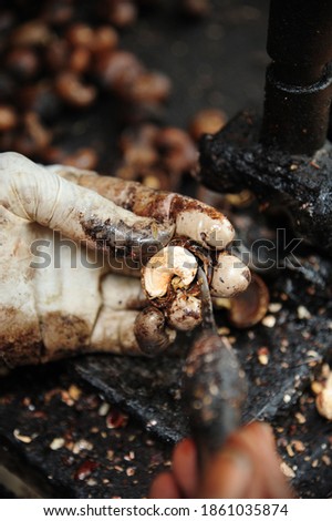 Peeling cashew nuts shell, selective focus