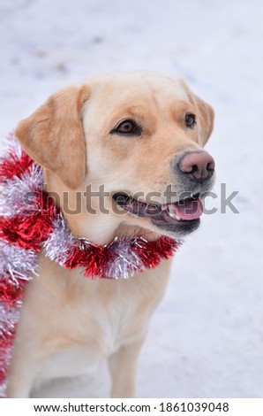 New Year
Light beige labrador retriever portrait with red and silver tinsel on the neck.