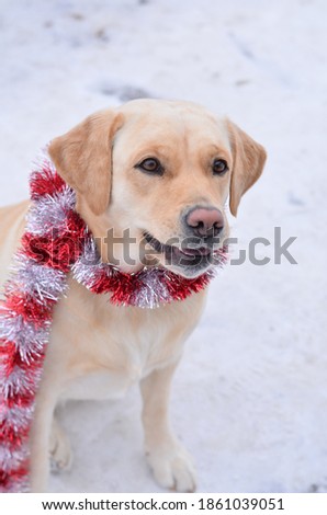 New Year
Light beige labrador retriever portrait with red and silver tinsel on the neck.