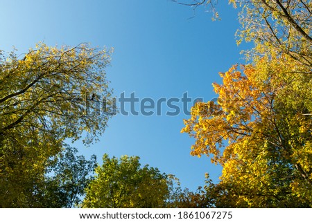 Branches with yellow autumn foliage of maple tree and space of blue sky