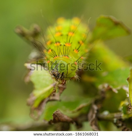 caterpillar of small emperor moth (Saturnia pavonia)