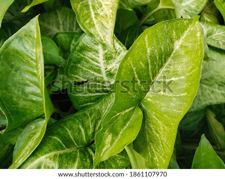leaf photo is very nice and very suitable for wallpaper and background