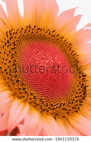 Sunflower close up view vivid colors