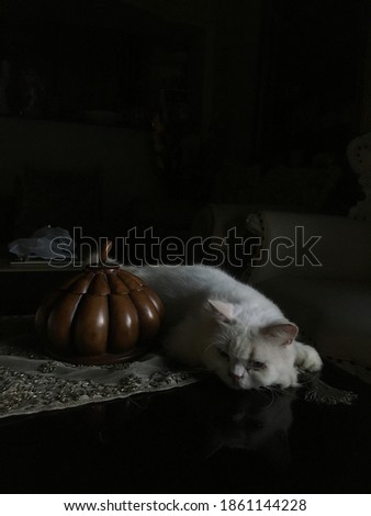 a sleepy white cat with black background
