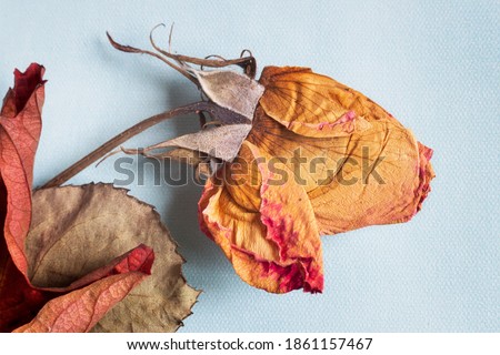 On a light background, a dried rose flower with leaves. Presented in close-up, top view.