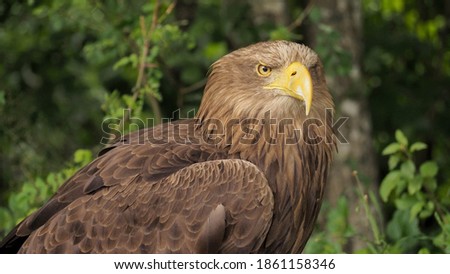 Portrait of sea eagle(Haliaeetus albicilla) observes the surroundings in Slovakia.