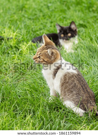 Gray and black tabby cats on green grass outdoor in nature. Shallow depth of field portrait.