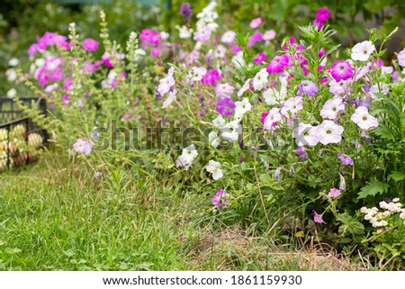 Petunia flowers growing in the garden. Blooming pink and white petunias in summertime with the blurred natural background. Shallow depth of field.