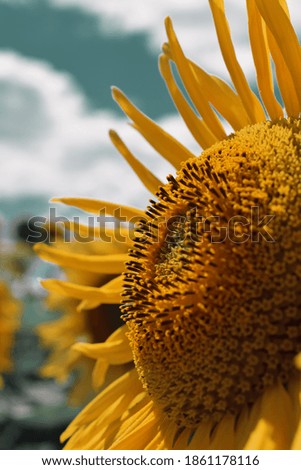 Sunflower close up view vivid colors