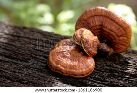 Reishi or lingzhi Mushroom on natural background. Royalty-Free Stock Photo #1861186900