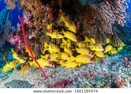School of colorful 5 lined Snapper on a tropical coral reef in the Andaman Sea