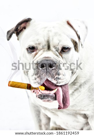 A fat old english bulldog is smoking a cigar. The tongue hangs out of its mouth. Head and shoulders shot, composite photo.