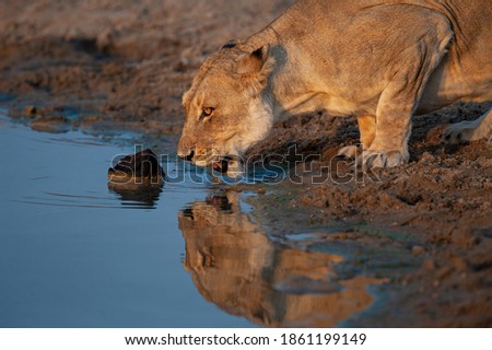 A female Lion having a drink of water on a safari in South Africa.