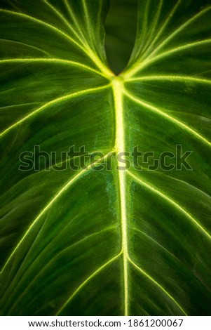 Close-up of big torpical philodendron maximum leaf. Photography of lively nature.