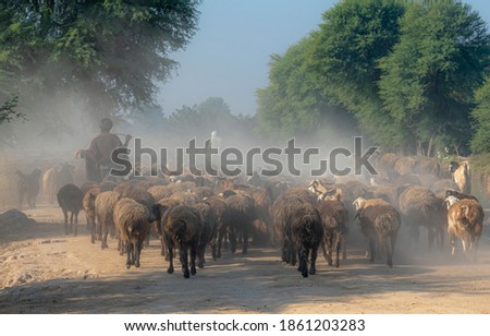 shepherd with flock of sheep in dust ,
nomadic life of shepherds traveling with sheep in the the dust