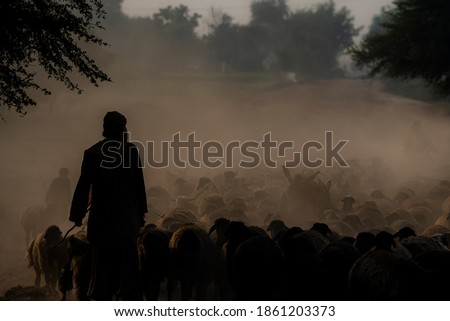 sheep herd with shepherd in dust 