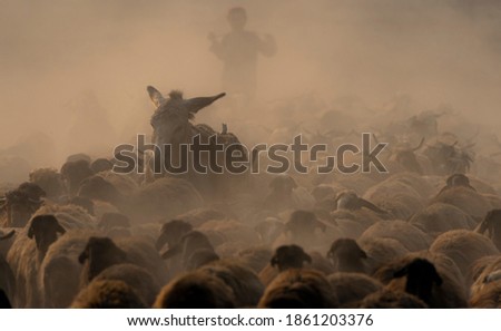 shepherd with flock of sheep in dust ,
nomadic life of shepherds traveling with sheep in the the dust