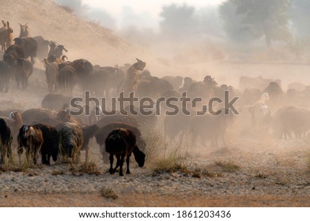 sheep herd with shepherd in dust