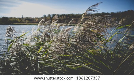 Reeds in the wind near the lake in autumn. Toned photo with the vignetting.
