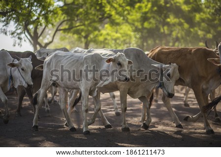 Wild life in Baluran National Park, a thousnd cows living on Merak Village East Java, Indonesia.