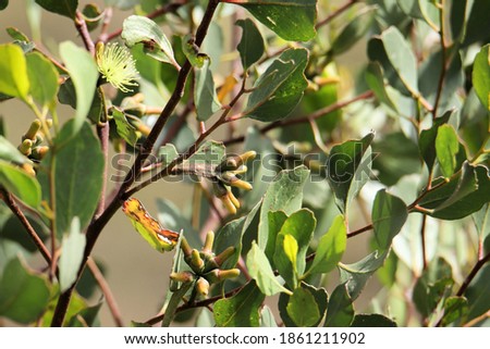 Buds of Round-leaved Moort tree (Eucalyptus platypus), South Australia