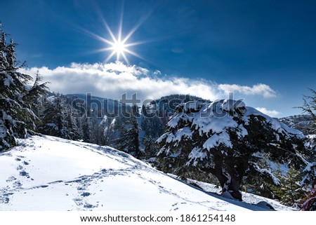 The sun is shining above the cedars reserve covered with snow