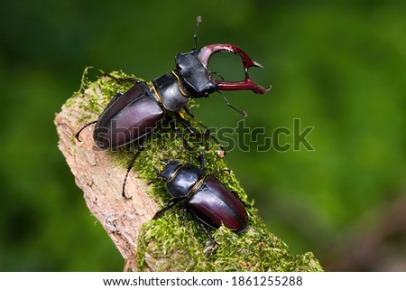 Pair of stag beetles, lucanus cervus, standing on a mossy branch in summer nature. Couple of large insects in fresh environment. Male bug with antlers and female close together. Royalty-Free Stock Photo #1861255288