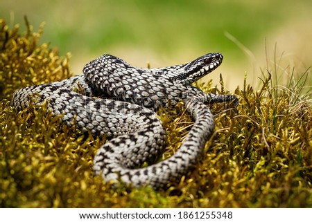 Dangerous common viper, vipera berus, basking twisted on green moss in summer nature. Toxic European snake lying on green plants and lifting its head to the air. Royalty-Free Stock Photo #1861255348