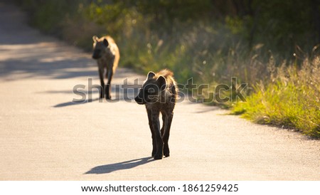 spotted hyena on the move in Kruger