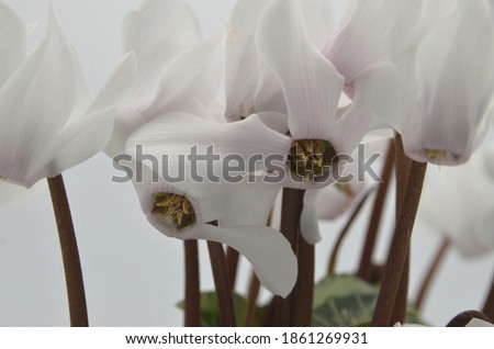 White Persian cyclamen flower (Cyclamen persicum) close up