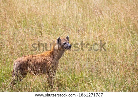 Spotted hyena in high grass on the savanna