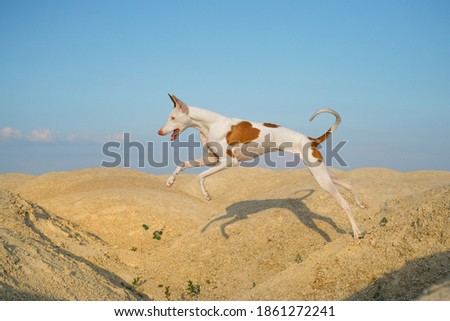 dog jumps through the sand dunes. Graceful Ibizan greyhound on a sky background. Pet in nature.  Royalty-Free Stock Photo #1861272241